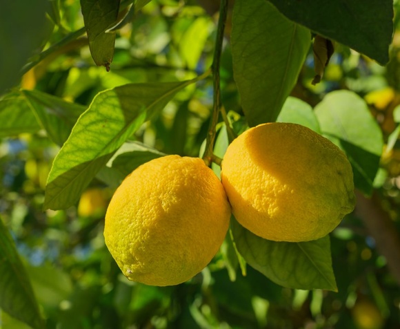 Signature lemon grove tour