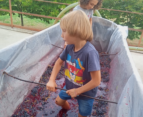 Live the experience of grape harvesting