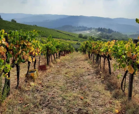 Tour di Greve in Chianti - Trekking & Vino