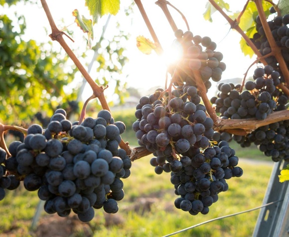 Colli Euganei: olio e vino