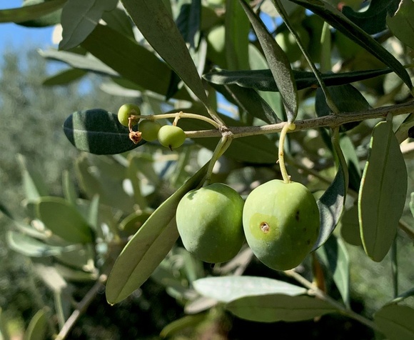 Discover DOP Olio di Oliva