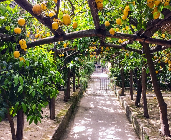 Discovering the Amalfi Lemons