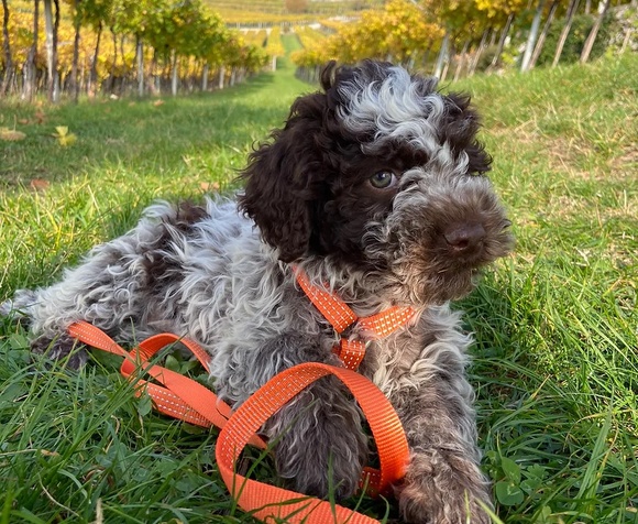 Caccia al Tartufo e Degustazione di Amarone