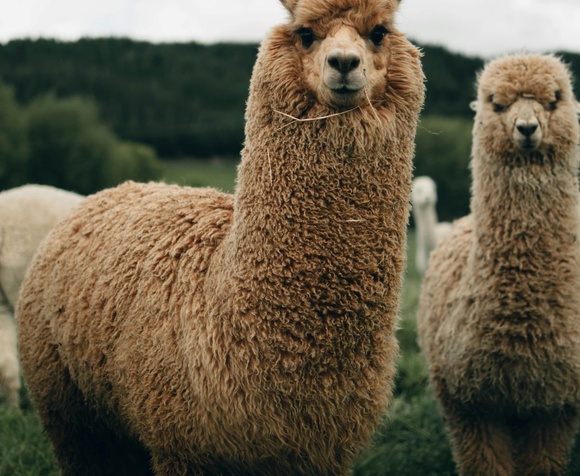 Lama e alpaca experience