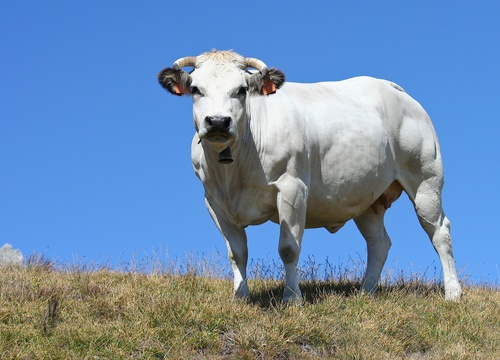 Mantenere viva una tradizione: la Fiera del Bue Grasso di Carrù