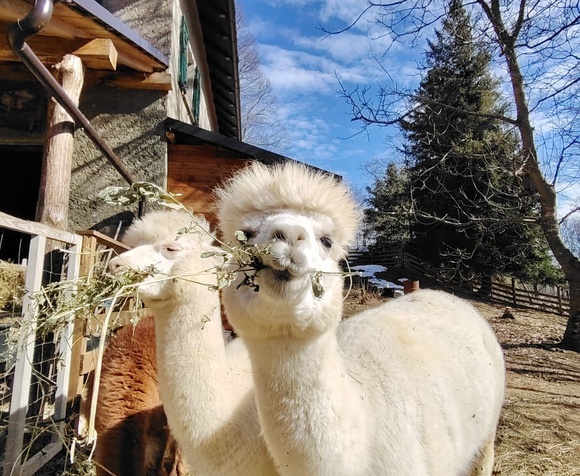 Blade and alpaca experience