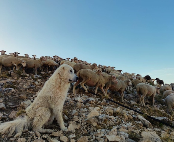 Passeggiata con il gregge