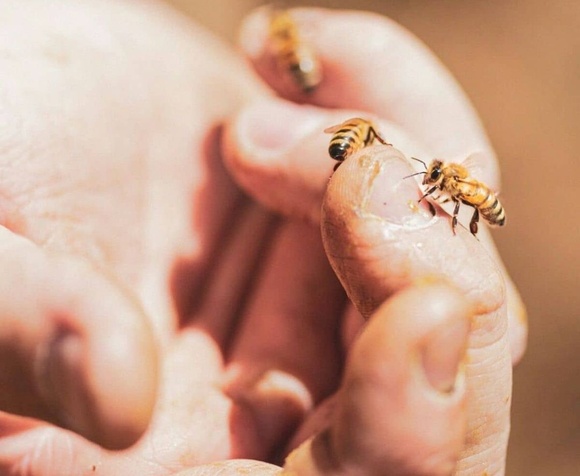 Visit in apiary with tasting