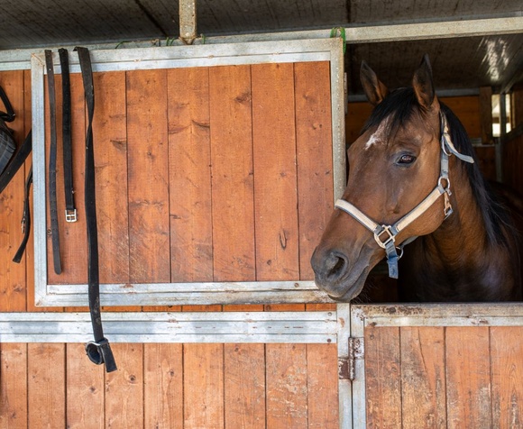 Passeggiata a Cavallo con Picnic Toscano in Valdichiana