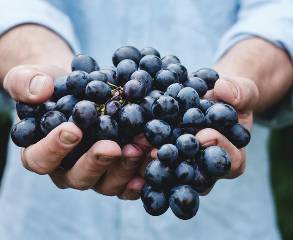 Toscana: Degustazione & Visita ai vigneti e uliveti