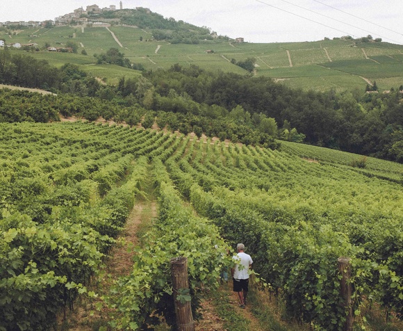 Connection between wine and nature