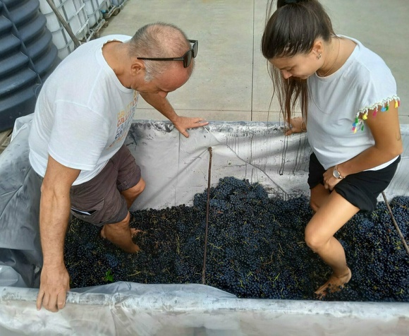 Vendemmia e picnic in vigna: un’immersione nel mondo del vino