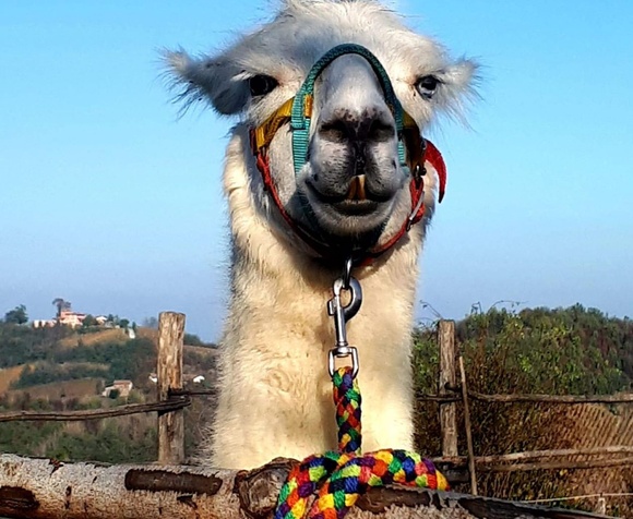 Degustare i vini con Lama e Alpaca