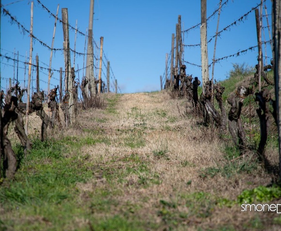 Visita ai vigneti e degustazione di 3 vini