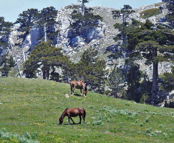 Tra le vette del Parco Nazionale del Pollino