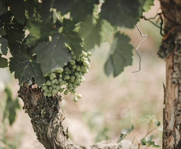 Wines from Sete