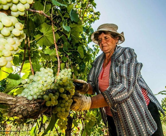 Viaggio Enogastronomico nella Valle D'Itria