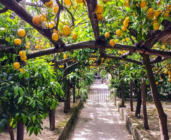 Tour alla Scoperta dei Limoni di Amalfi
