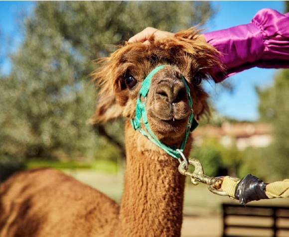 Passeggiata con gli Alpaca