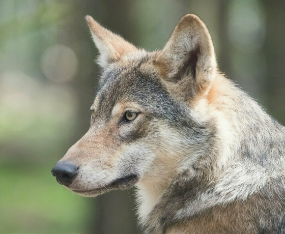 The paths of the Wolf