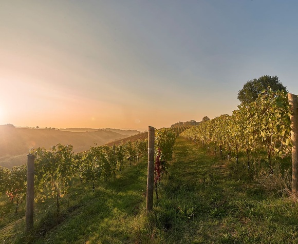 Il Monferrato e la Langa di Scarpa