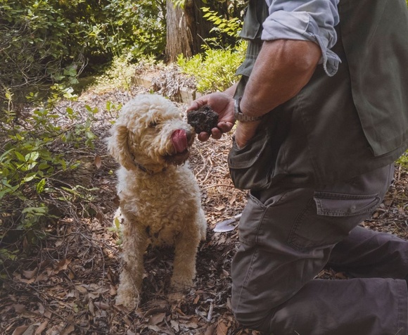 Caccia al tartufo nel cuore della Toscana Valdichiana Senese
