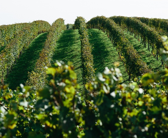 Quattro sfumature di Nebbiolo