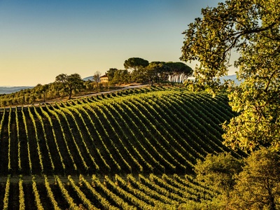 Tenuta il Quinto