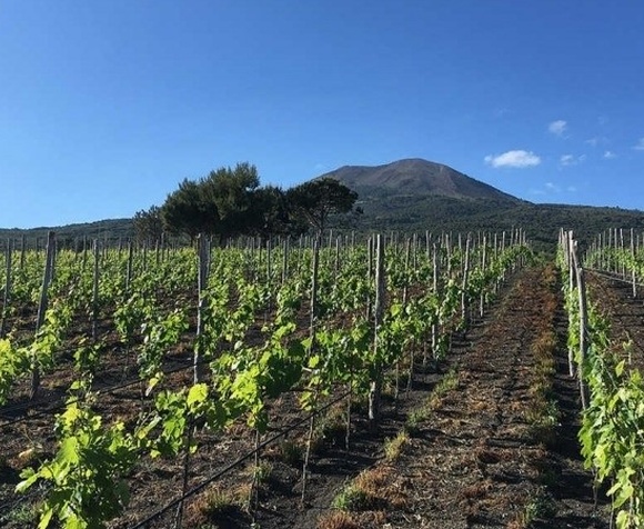 Wines and tradition with a view of Vesuvius