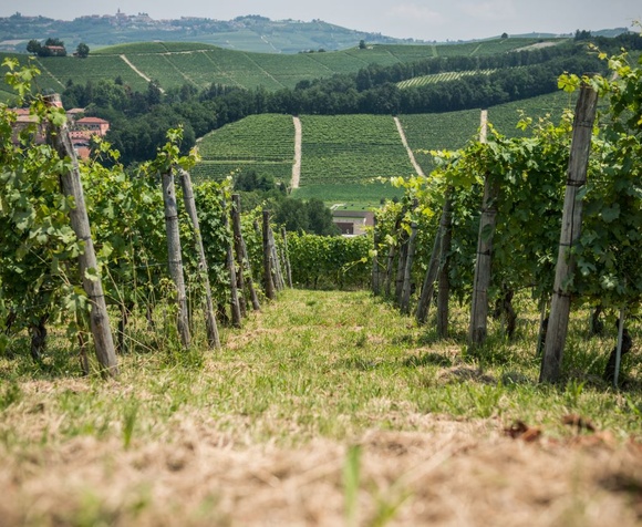 Guided tour of the winery and tasting of 3 wines